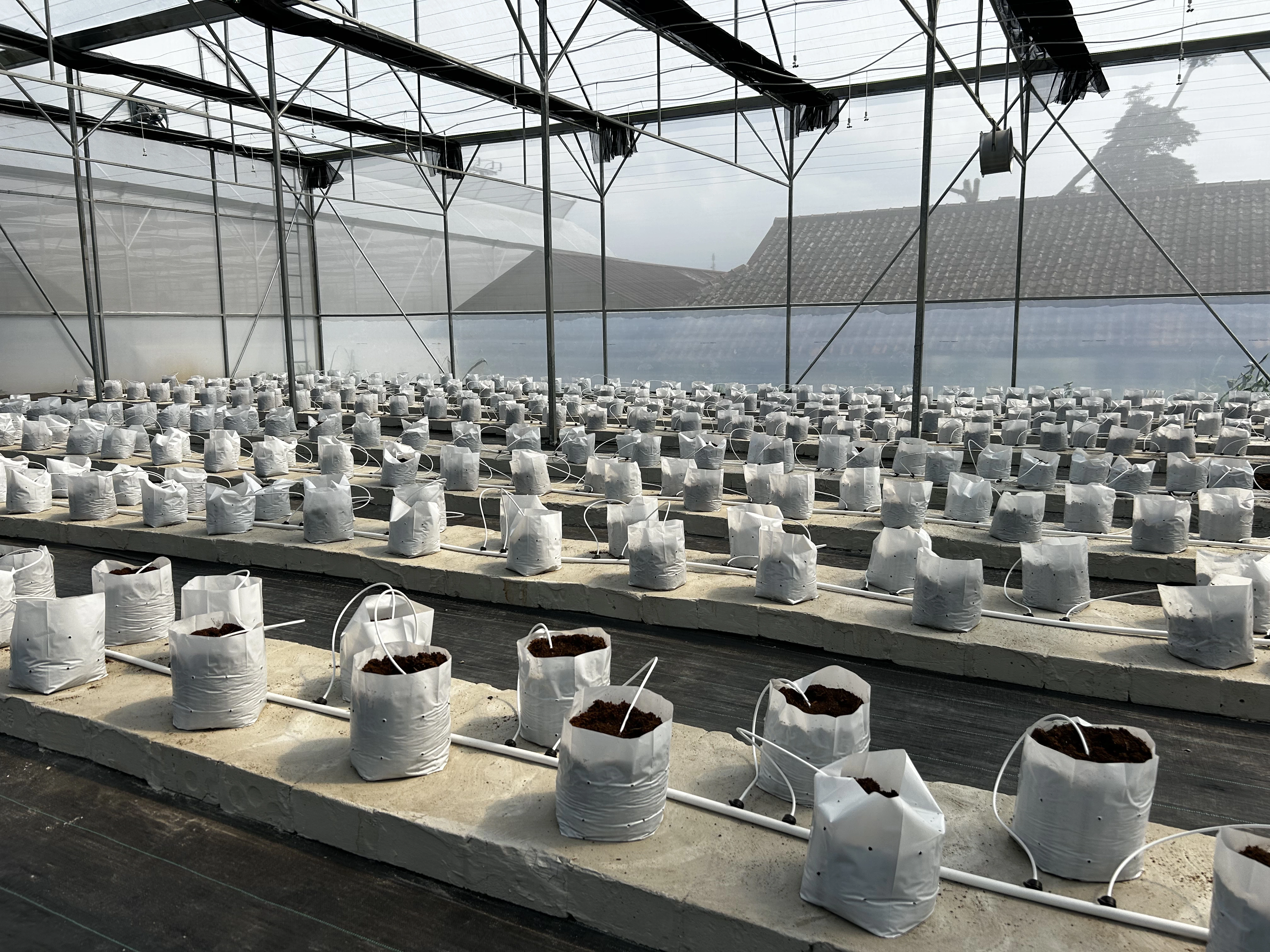 Potensi Sewa Harian & Mingguan